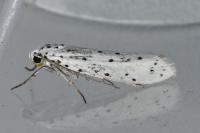 Yponomeuta