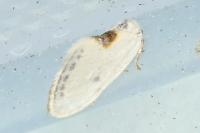 Cilix hispanica