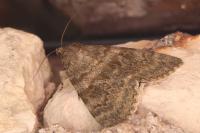 Catocala elocata