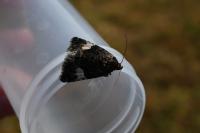 Tyta luctuosa