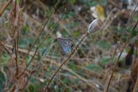 Aricia agestis