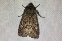 Mamestra brassicae