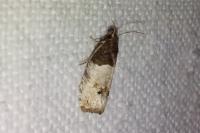 Notocelia roborana