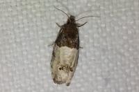 Notocelia roborana