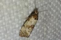 Cochylis molliculana