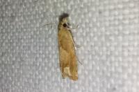 Eucosma conterminana