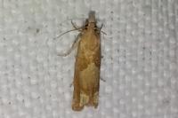 Eucosma conterminana