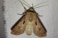 Agrotis exclamationis