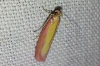 Oncocera semirubella