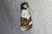 Acontia lucida