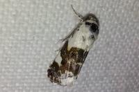Acontia lucida