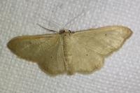 Idaea straminata