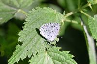 Celastrina argiolus