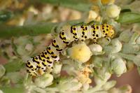 Cucullia lychnitis