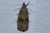 Celypha striana
