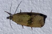 Celypha striana