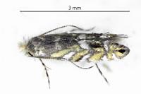 Macrosaccus robiniella
