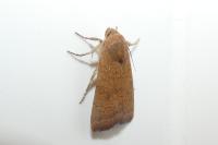 Noctua interjecta