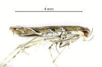 Acrocercops brongniardella