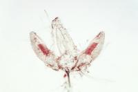 Acrocercops brongniardella