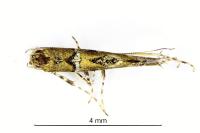 Acrocercops brongniardella