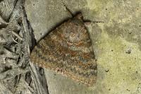 Catocala elocata