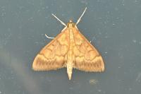 Ostrinia nubilalis