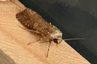 Spodoptera exigua