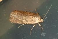Spodoptera exigua