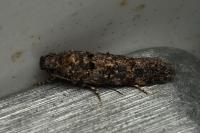 Teleiopsis diffinis