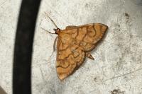 Anania verbascalis