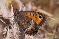 Arethusana arethusa