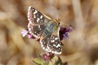 Spialia sertorius