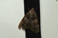 Catocala promissa