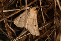 Crocallis elinguaria