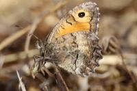 Arethusana arethusa
