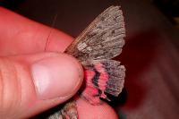 Catocala promissa