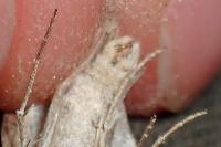 Aplocera efformata