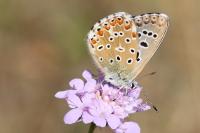 Lysandra bellargus