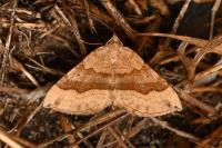 Scotopteryx chenopodiata