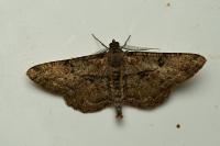 Peribatodes rhomboidaria