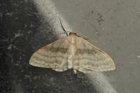 Idaea subsericeata