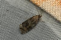 Celypha lacunana