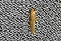 Indalia pygmaeola