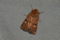 Xestia xanthographa