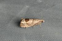 Notocelia uddmanniana