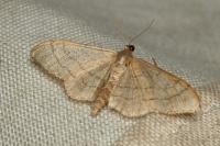 Idaea aversata