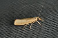 Agriphila straminella