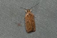 Agonopterix