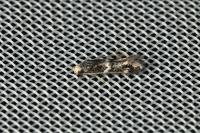 Elachista stabilella
